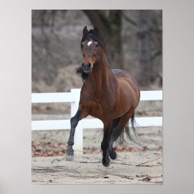 Bob Langrish | Bay Andalucian Stallion Running Poster (Front)