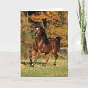 Bob Langrish   Bay Arab Autumnal Background Card
