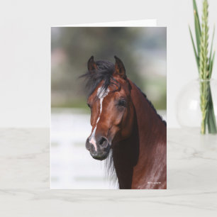 Bob Langrish   Bay Arab Colt Headshot Card