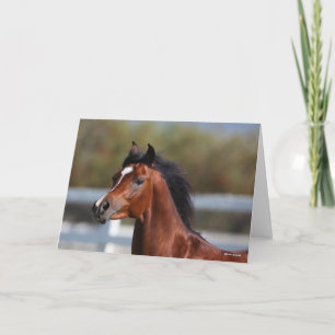 Bob Langrish   Bay Arab Colt Headshot Card