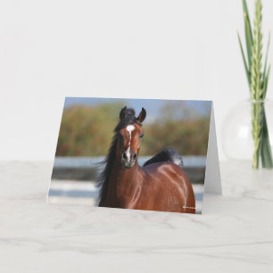 Bob Langrish   Bay Arab Colt Headshot Card