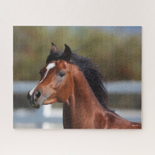 Bob Langrish Bay Arab Colt Headshot Jigsaw Puzzle