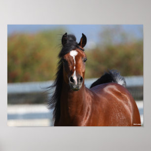 Bob Langrish   Bay Arab Colt Headshot Poster