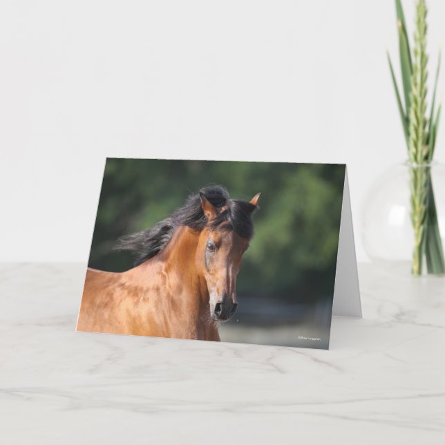 Bob Langrish | Bay Arab headshot Card (Front)