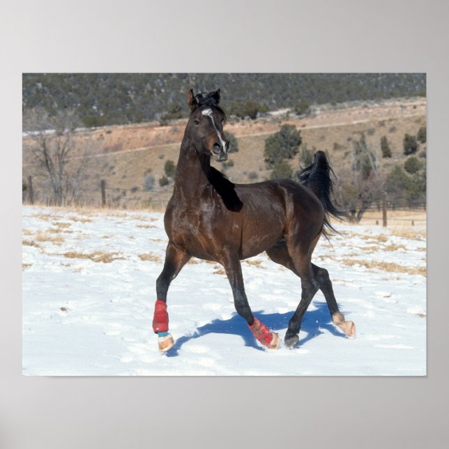Bob Langrish | Bay Arab Horse Running In Snow Poster (Front)