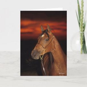 Bob Langrish   Bay Arab Stallion Headshot Sunset Card