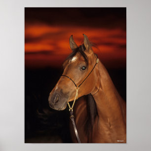 Bob Langrish   Bay Arab Stallion Headshot Sunset Poster