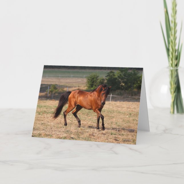 Bob Langrish | Bay Arab Walking Card (Front)