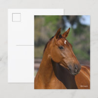 Bob Langrish | Bay Canadian Sport Horse Headshot