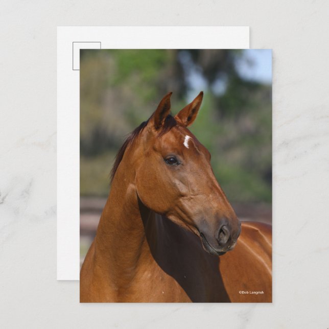 Bob Langrish | Bay Canadian Sport Horse Headshot Postcard (Front/Back)