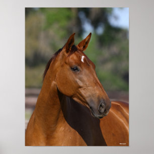 Bob Langrish   Bay Canadian Sport Horse Headshot Poster