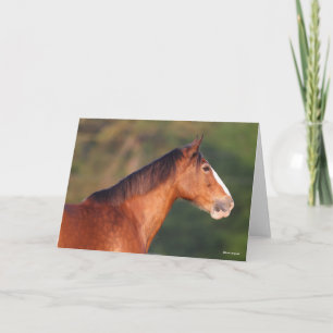 Bob Langrish   Bay Clydesdale Headshot Card