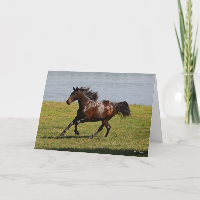 Bob Langrish | Bay Lusitano Mare Running Near Lake Card (Front)