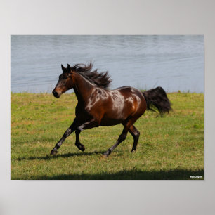 Bob Langrish Bay Lusitano Mare Running Near Lake Poster