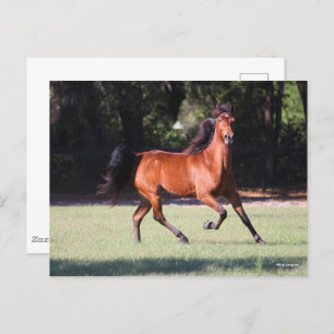Bob Langrish Bay Tennessee Walker Running Postcard