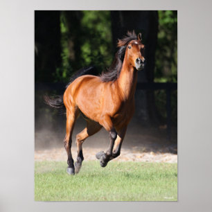 Bob Langrish   Bay Tennessee Walker Running Poster