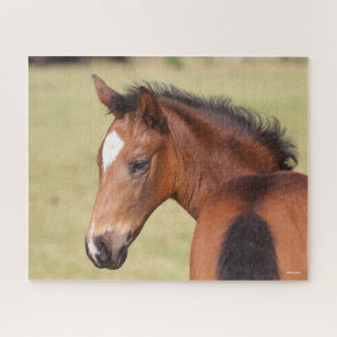 Bob Langrish Bay Warmblood Foal Headshot Jigsaw Puzzle