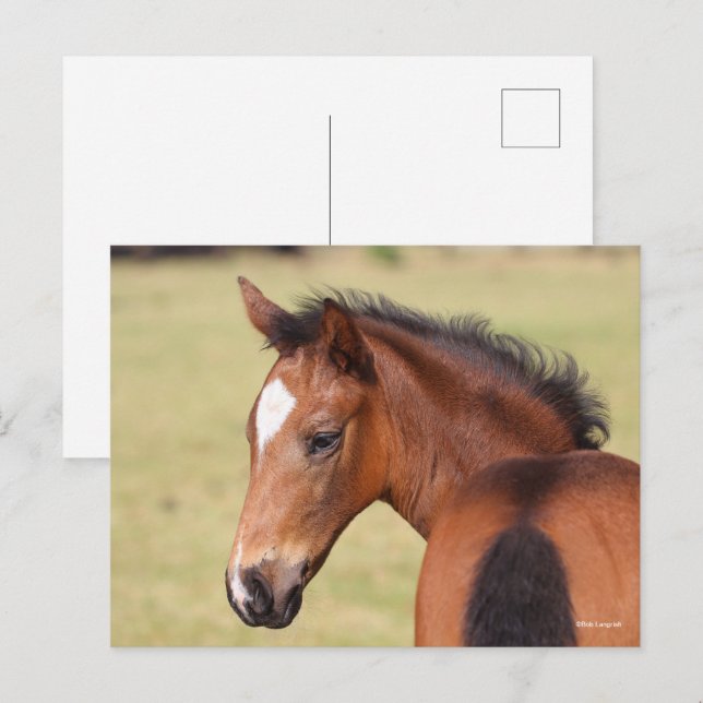 Bob Langrish | Bay Warmblood Foal Headshot Postcard (Front/Back)