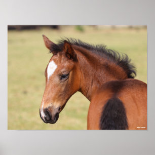 Bob Langrish   Bay Warmblood Foal Headshot Poster