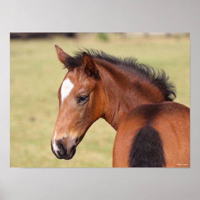 Bob Langrish | Bay Warmblood Foal Headshot Poster (Front)