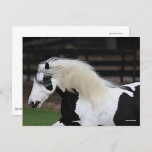 Bob Langrish Black And White Gypsy Vanner Headshot Postcard