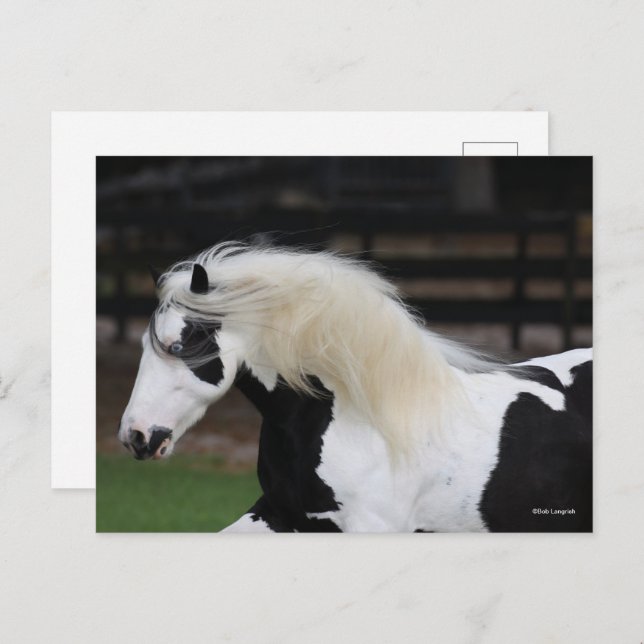 Bob Langrish Black And White Gypsy Vanner Headshot Postcard (Front/Back)