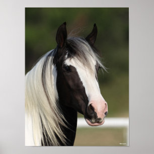 Bob Langrish Black and White Gypsy Vanner headshot Poster