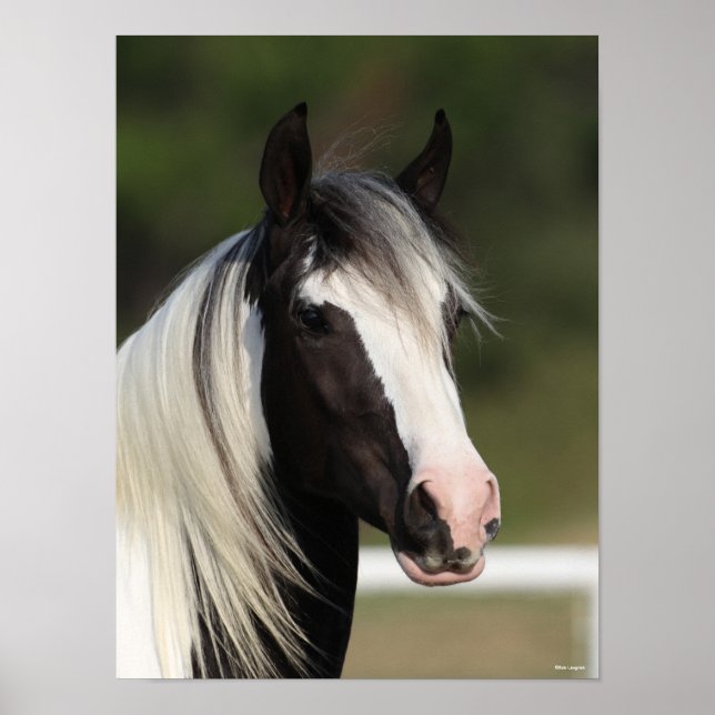 Bob Langrish Black and White Gypsy Vanner headshot Poster (Front)