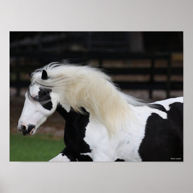 Bob Langrish Black And White Gypsy Vanner Headshot Poster (Front)