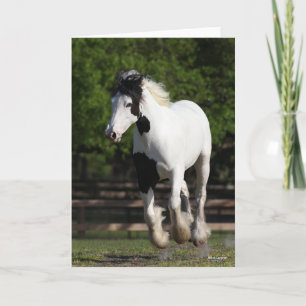Bob Langrish Black and White Gypsy Vanner Running Card