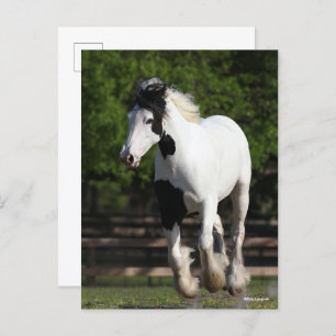 Bob Langrish Black and White Gypsy Vanner Running Postcard