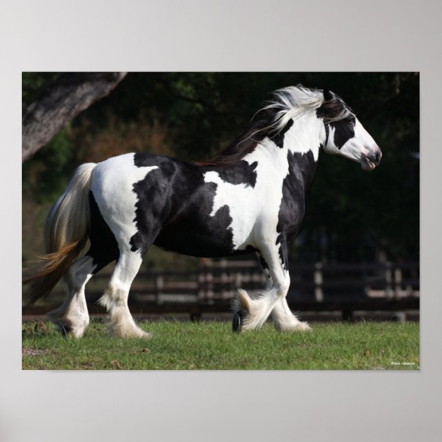 Bob Langrish Black and White Gypsy Vanner Walking Poster (Front)