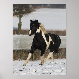 Bob Langrish Black and White Welsh Cob In The Snow Poster