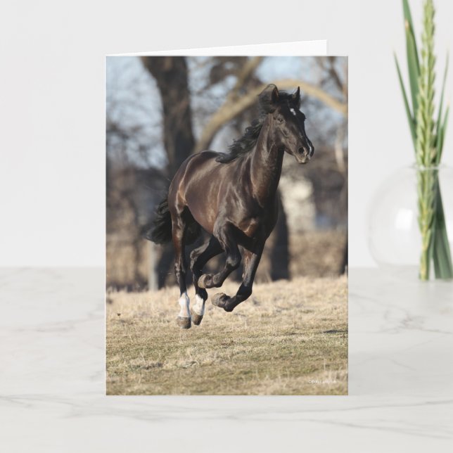 Bob Langrish | Black Andalucian Horse Running Card (Front)