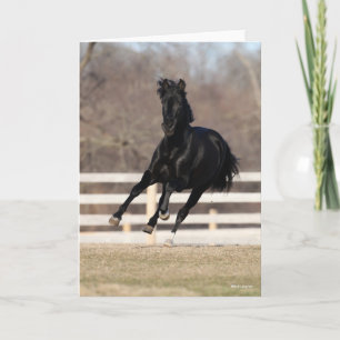 Bob Langrish   Black Andalucian Horse Running Card