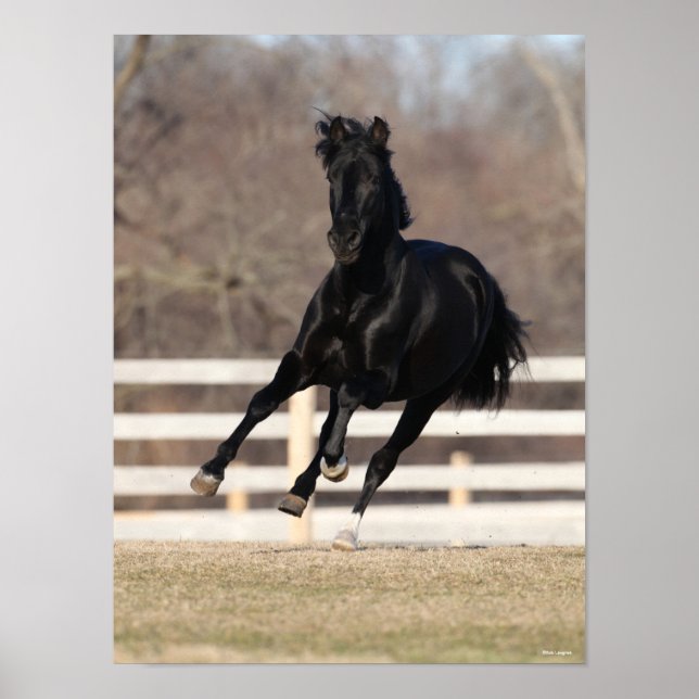 Bob Langrish | Black Andalucian Horse Running Poster (Front)