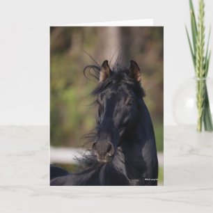 Bob Langrish   Black Andalucian Stallion Headshot Card