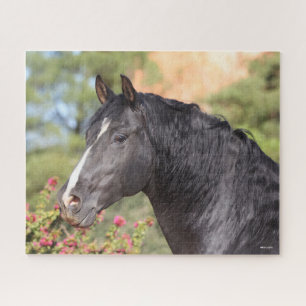 Bob Langrish Black Andalucian Stallion headshot Jigsaw Puzzle