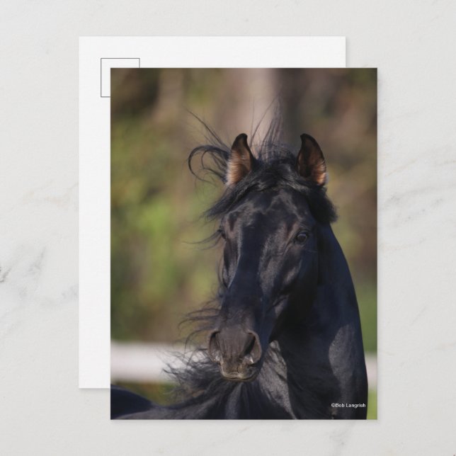 Bob Langrish | Black Andalucian Stallion Headshot Postcard (Front/Back)