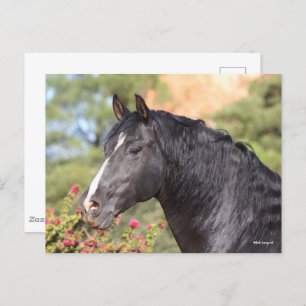 Bob Langrish Black Andalucian Stallion headshot Postcard