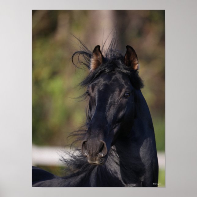 Bob Langrish | Black Andalucian Stallion Headshot Poster (Front)