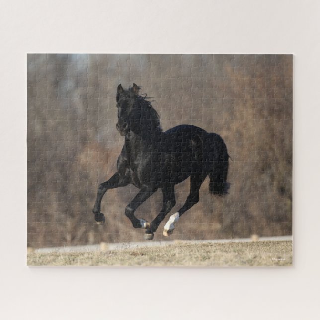 Bob Langrish | Black Andalucian Stallion Running Jigsaw Puzzle (Horizontal)