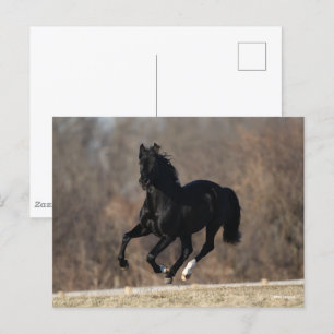 Bob Langrish Black Andalucian Stallion Running Postcard