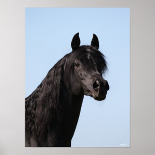 Bob Langrish   Black Arab Stallion headshot Poster