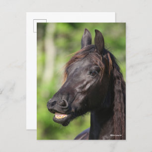 Bob Langrish Black Friesian Flehmen Headshot Postcard