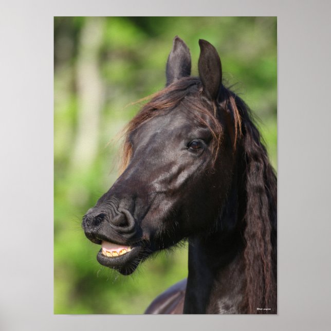 Bob Langrish | Black Friesian Flehmen Headshot Poster (Front)
