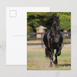 Bob Langrish Black Friesian Horse Running Postcard