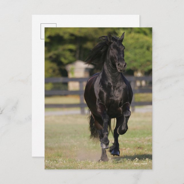 Bob Langrish | Black Friesian Horse Running Postcard (Front/Back)