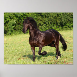 Bob Langrish   Black Friesian Horse Running Poster