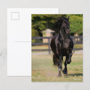 Bob Langrish Black Friesian Mare Running Postcard
